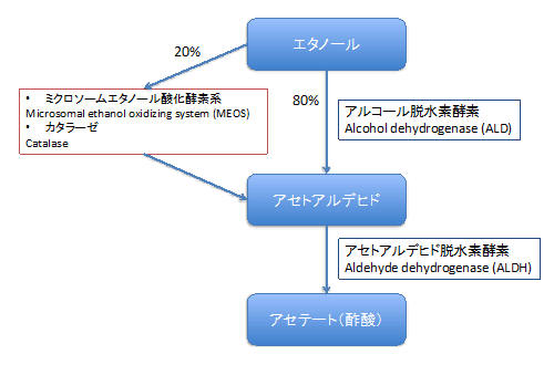 エタノールの代謝経路